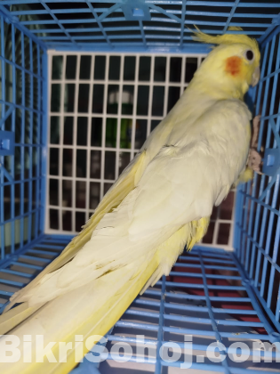 ককাটেল ফিমেল পাখি